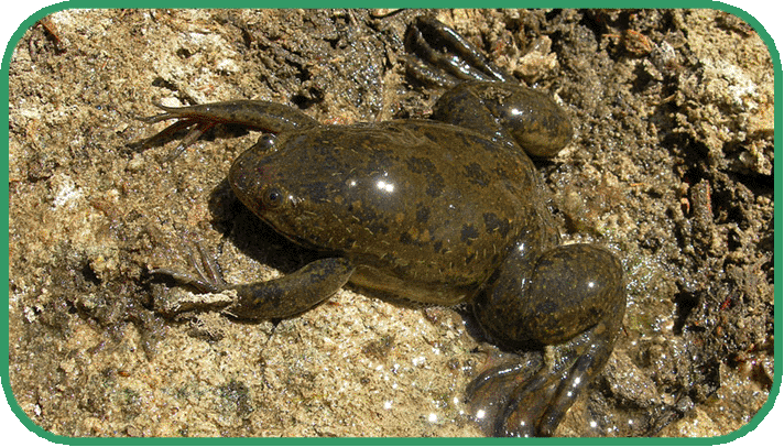 African clawed frog