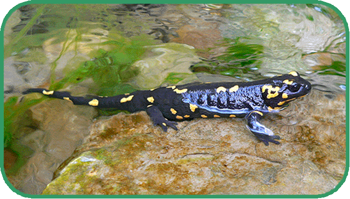Fire salamander