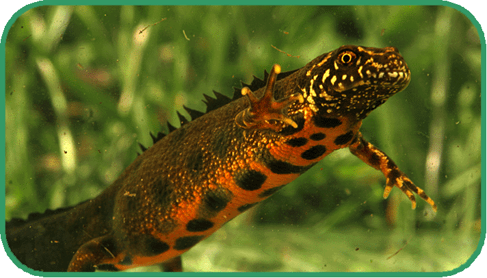 Italian crested newt