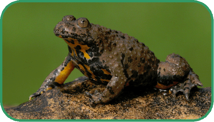 Yellow-bellied toad