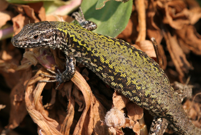 Wall Lizard (Podarcis muralis)