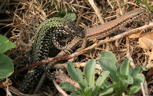 Wall Lizard (Podarcis muralis)