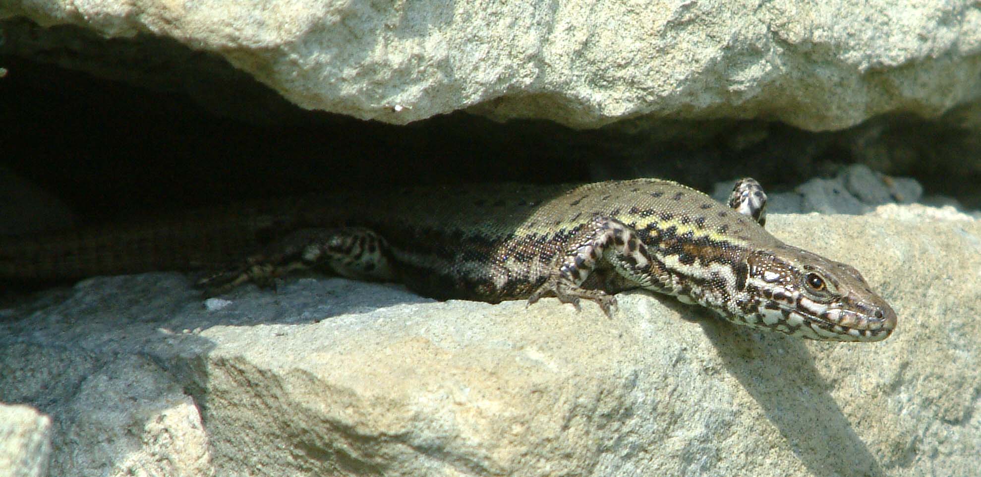 Wall Lizard (Podarcis muralis)