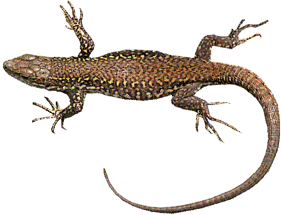 Wall Lizard (Podarcis muralis)