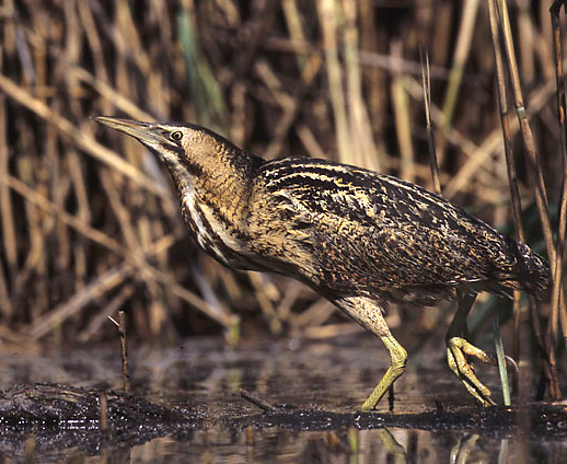 Bittern &copy; Marek Szczepanek
