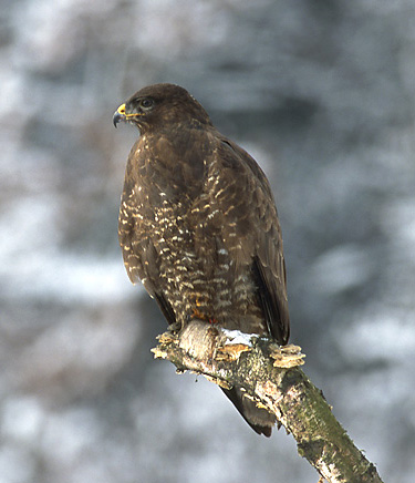 Fledgling Buzzard