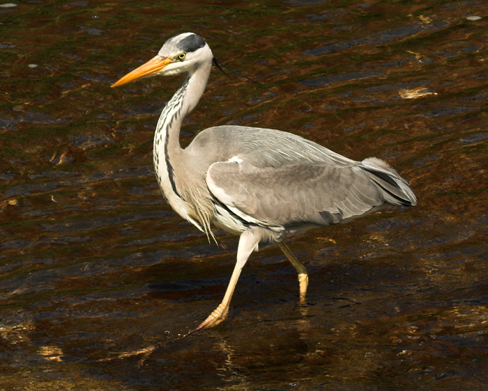 Grey Heron