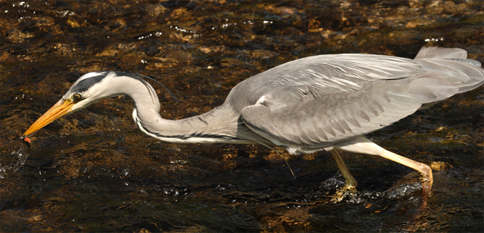 Grey heron