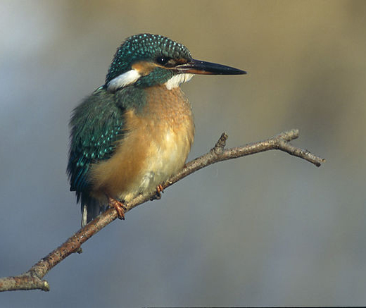 Kingfisher &copy; Marek Szczepanek