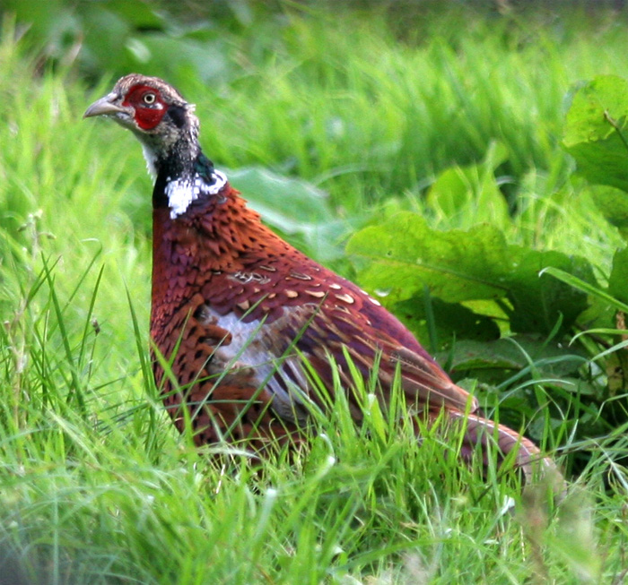 Pheasant