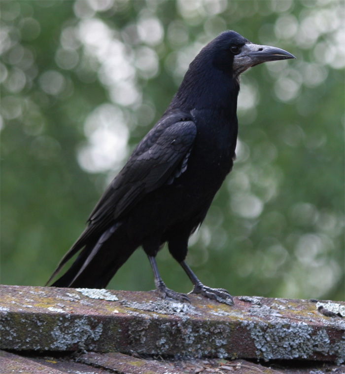 Crows (rook)