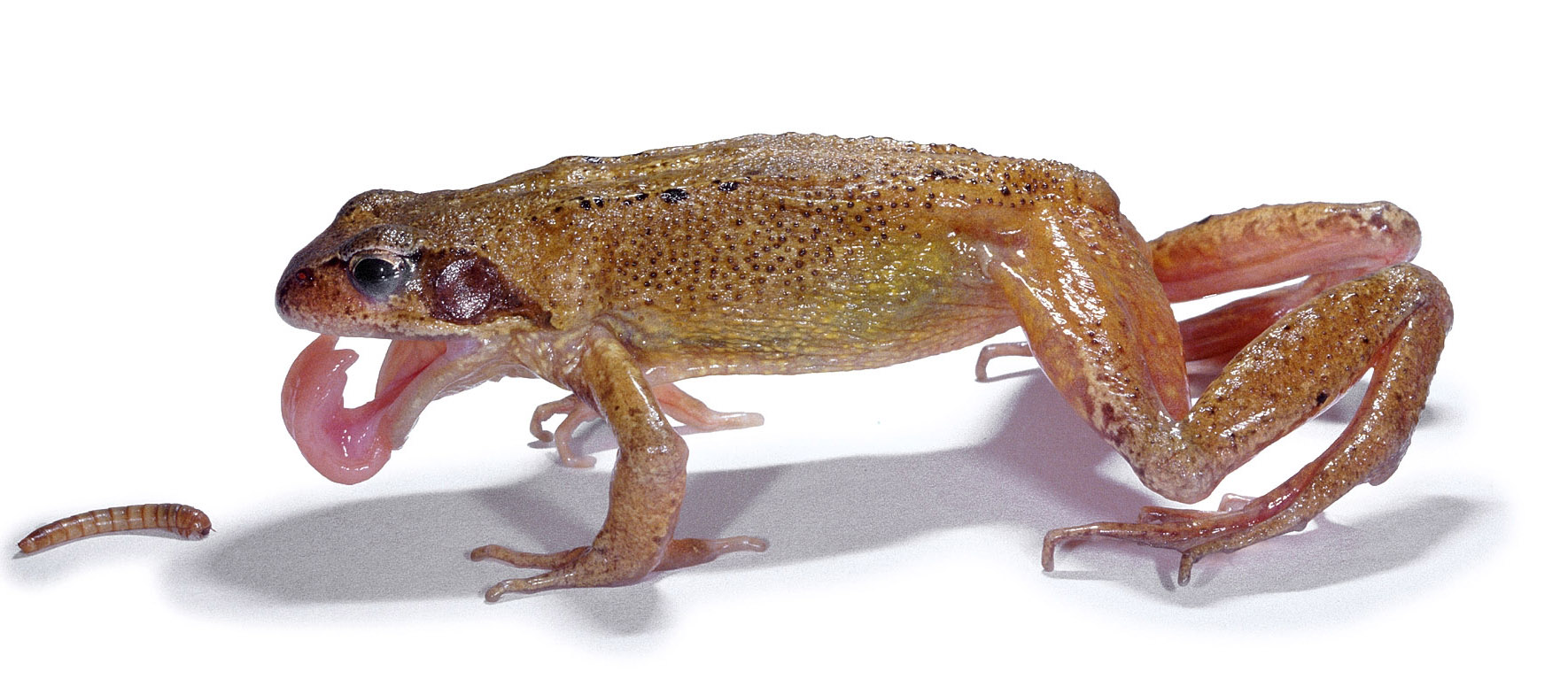 http://www.surrey-arg.org.uk/SARG/08000-TheAnimals/Images/Prey/Common_Frog_Tongue.jpg