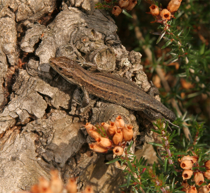 Reptiles also make up a significant part of the Adder