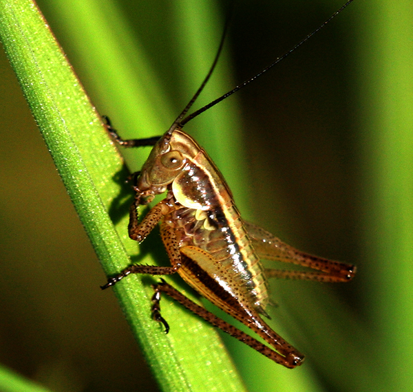 Cricket