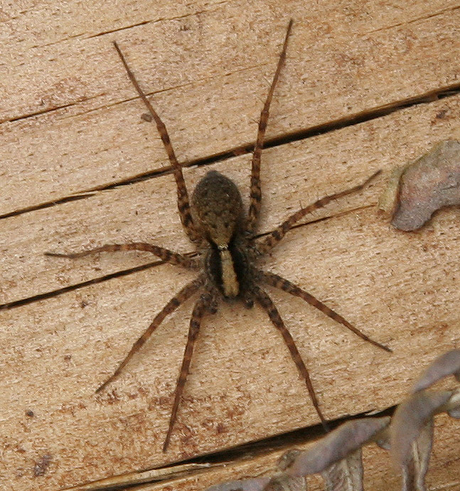 Spider