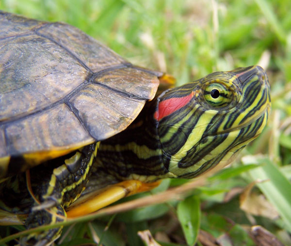 Red-eared_Slider.jpg