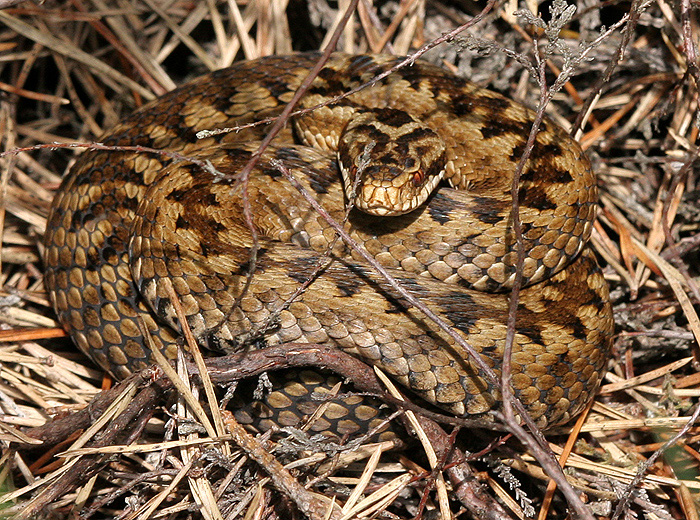 The female Adder has a brown zig-zag pattern.