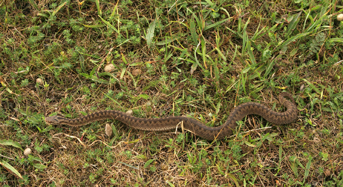 A female adder moving across country.