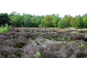 Heathland is ideal habitat for Adders.