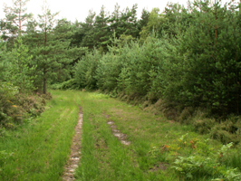 Forest rides provide high concentrations of Adders.