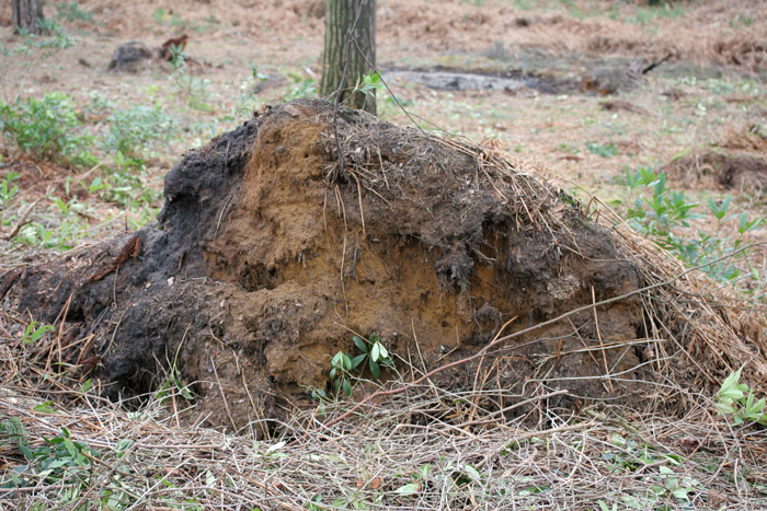 This fallen-tree stump has overgrown yet will be full of hollows; ideal for an Adder hibernacula