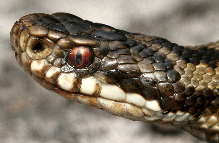 The Adder has an entirely red iris with a vertically split pupil. This is a unique feature for native British reptiles.