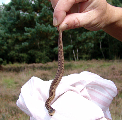 Never pick up an Adder ! - Juvenile held by an expert to demonstrate size &copy;&nbsp;Paul Smith