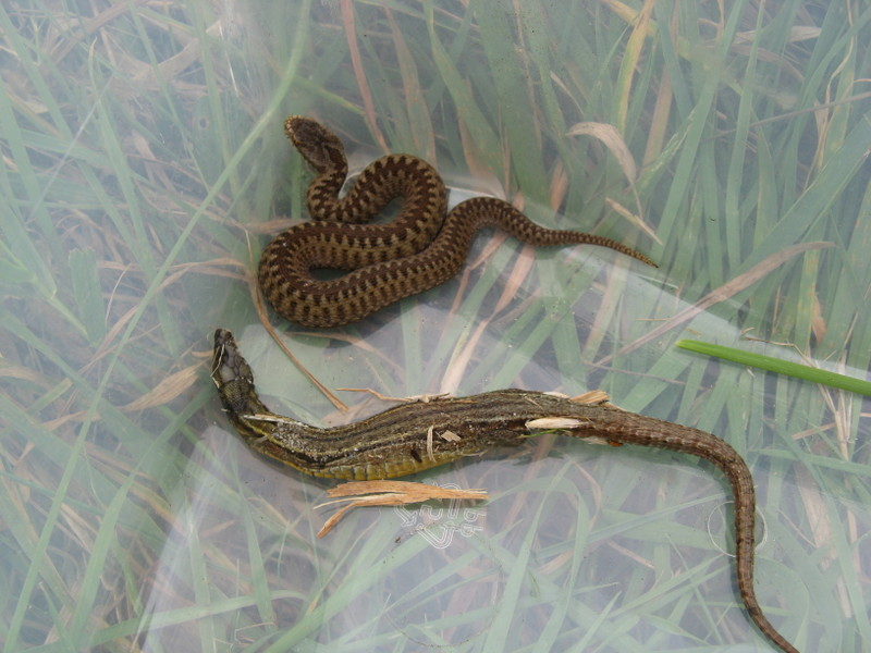 The adult common lizard (foreground) was regurgitated - having been caught and eaten by this small adder! &copy;&nbsp;Liam&nbsp;Russell