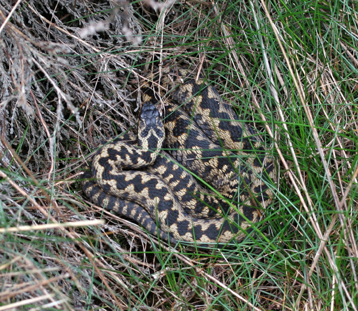  The male Adder has a black zig-zag pattern.