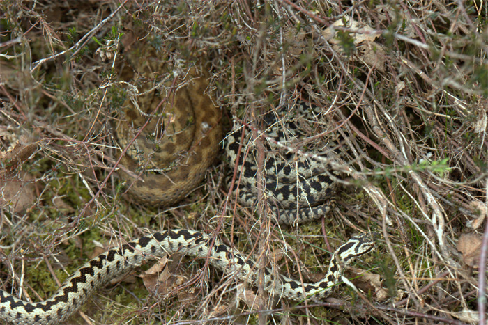 Adder Mate Guarding Jpg 700 467 Viper Animals Snake