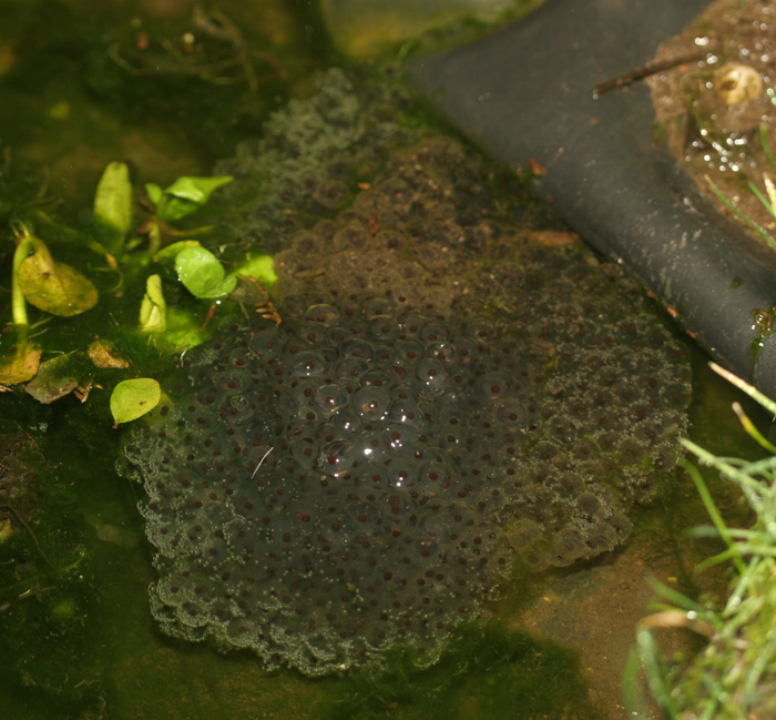 Surrey Amphibian and Reptile Group Common Frog