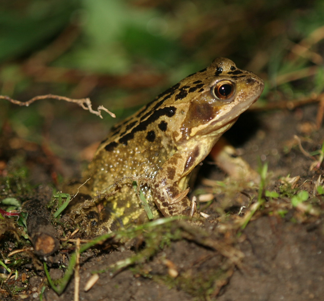 Surrey Amphibian and Reptile Group Common Frog