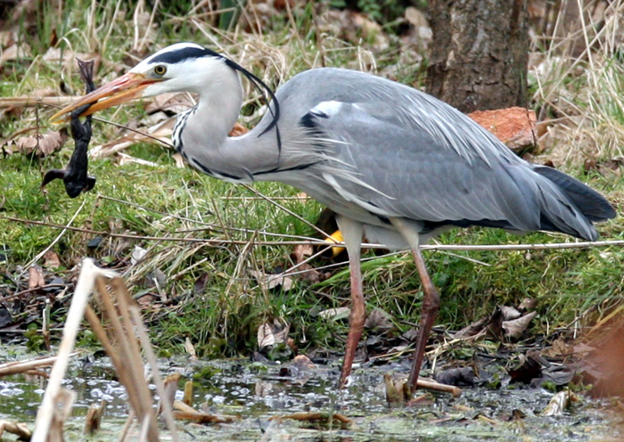 Picture Of Predation