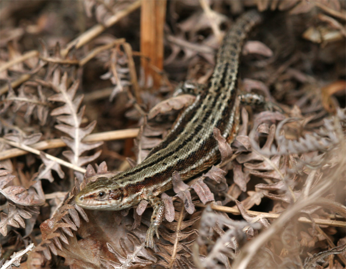 The female Common lizard tends to be