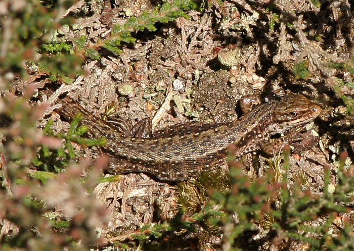 The male Common lizard tends to be