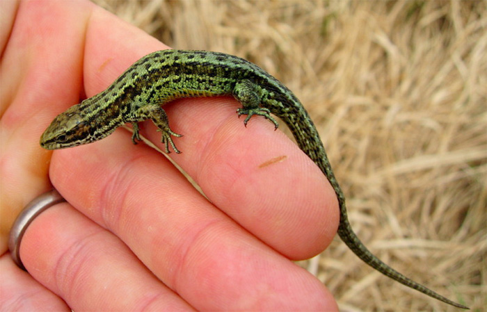 A green-morph Common lizard © Rob Pilley