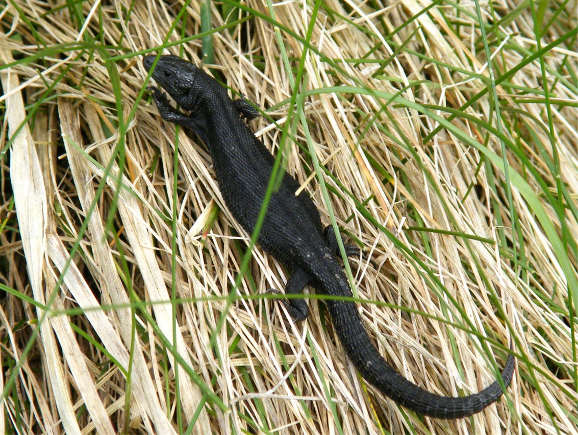 A melanistic Common lizard © Robbie Labanowski