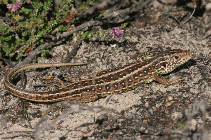 The rare Sand lizard.