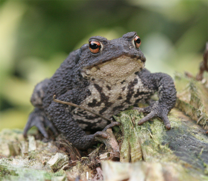 common toad images