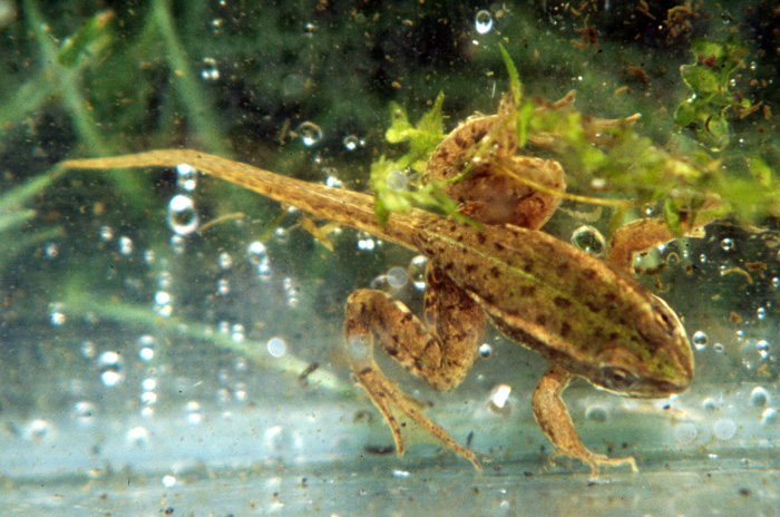 An Edible frog metamorph