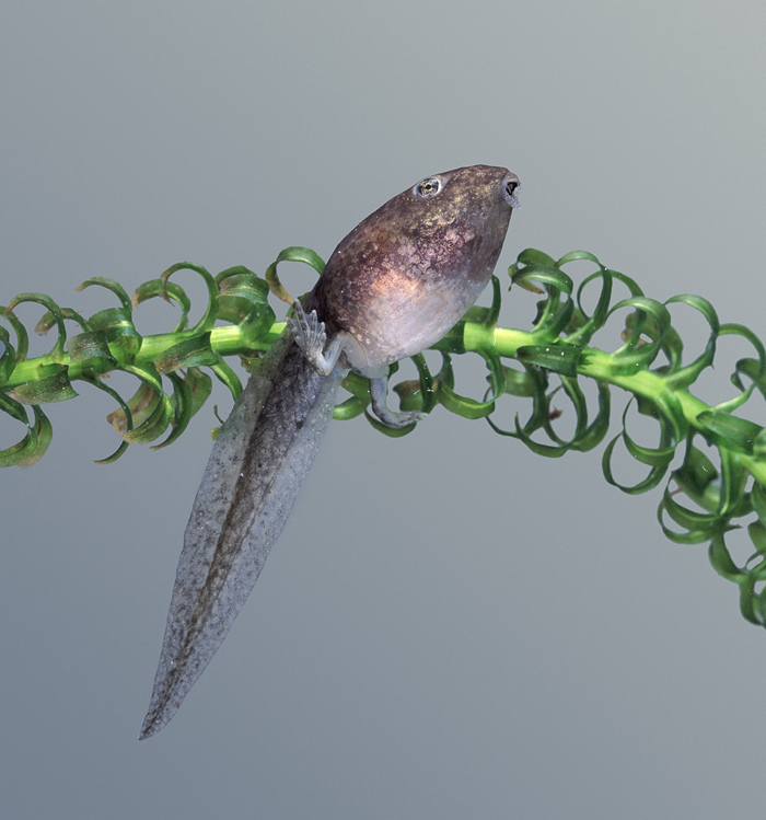 An Edible frog tadpole