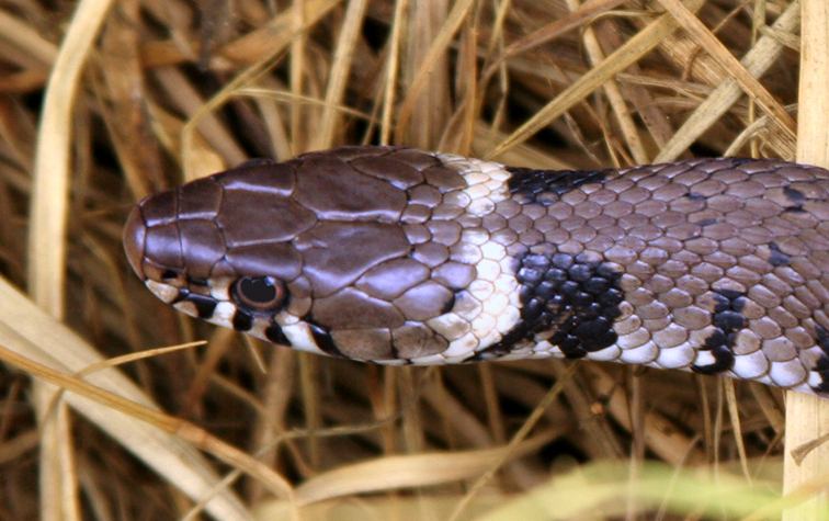 British Grass Snake