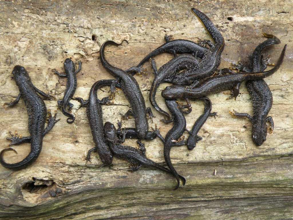 animals that hibernate