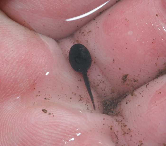 Natterjack Toad Tadpole Natterjack Toad Tadpole