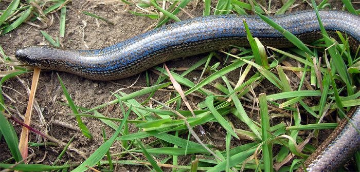 Slow Worm pictures gallery hd, High quality Slow Worm photo, Baby Slow Worm pictures, Slow Worm photos