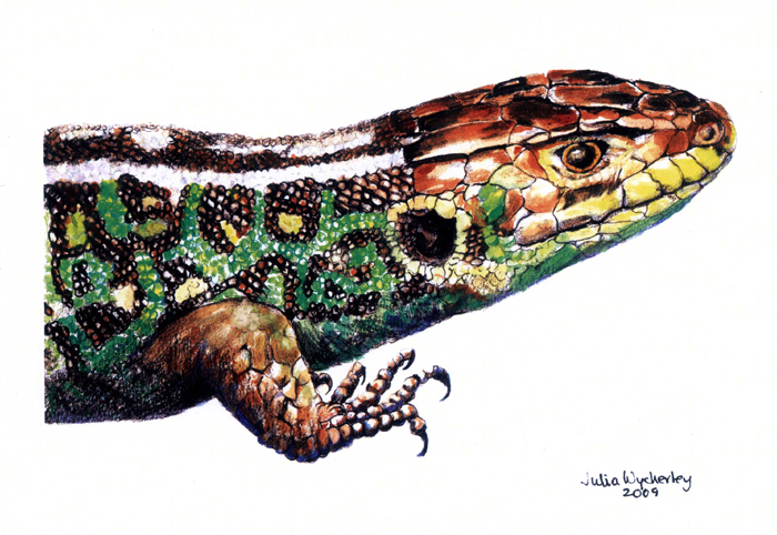 Sand lizard