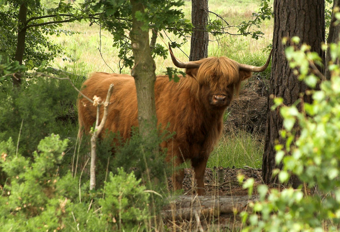 Fire Damage at Thursley Common