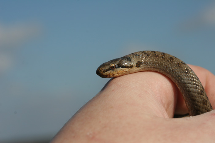 An adult male Smooth snake - Britain