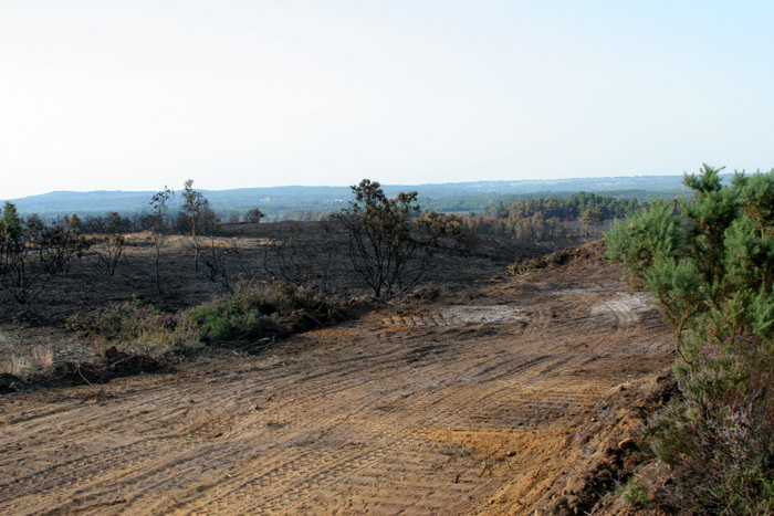 Fire Damage at Thursley Common