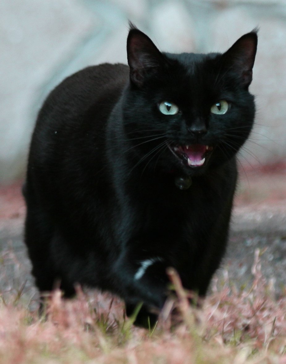 domestic cat